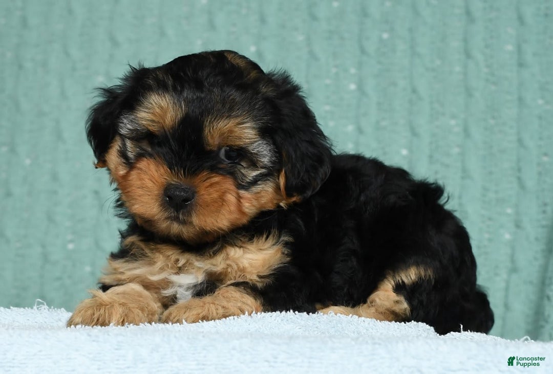Yorkiepoo dogs for sale: Bella - Image 5