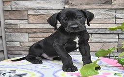 Great Dane dogs for sale: Midnight - Image 4