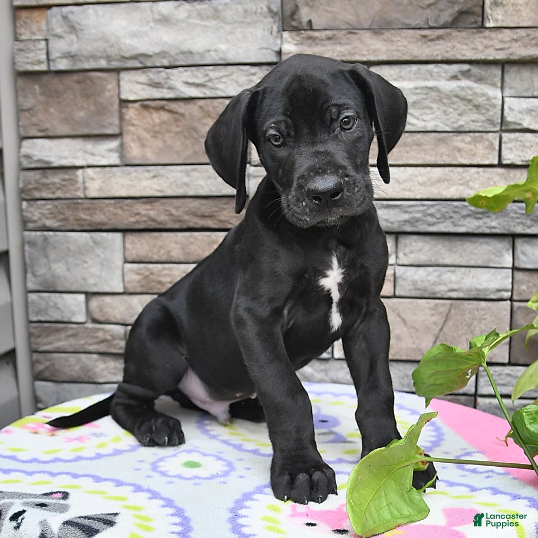 Great Dane dogs for sale: Midnight - Image 4