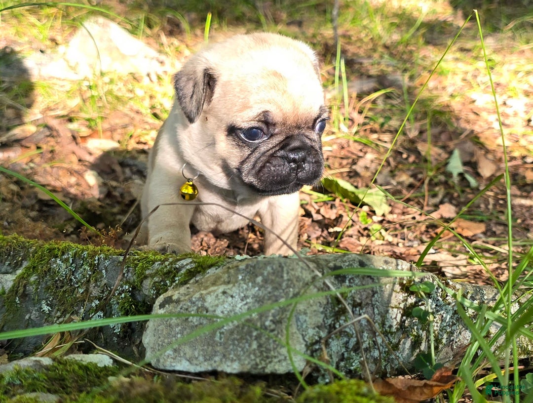 Pug dogs for sale: Davy - Image 23