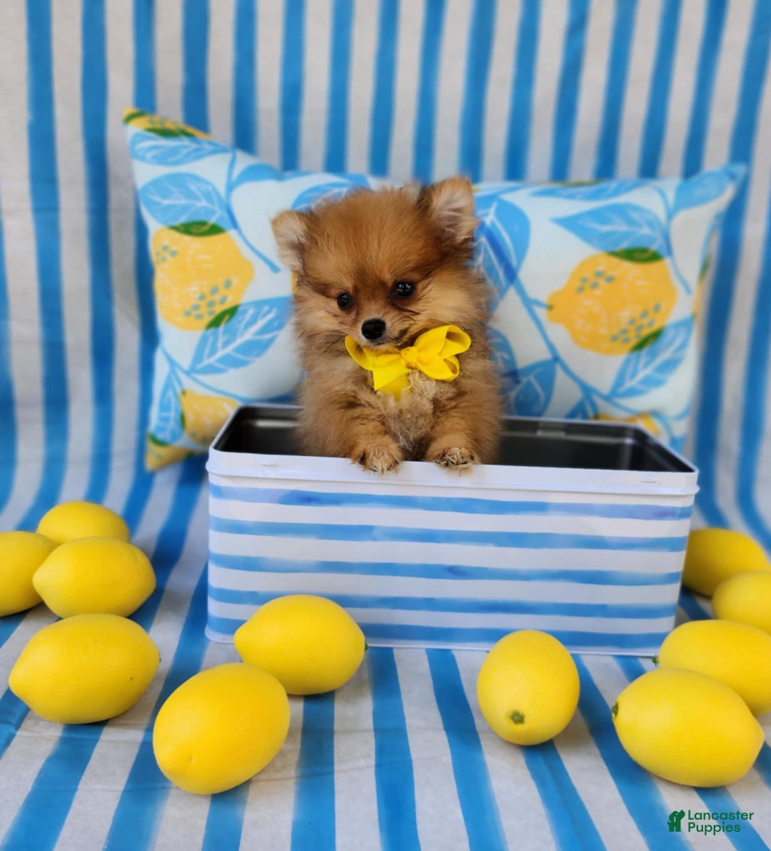 Pomeranian dogs for sale: Alvin - Image 4