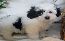 Havapoo dogs for sale: Kiku - Image 1