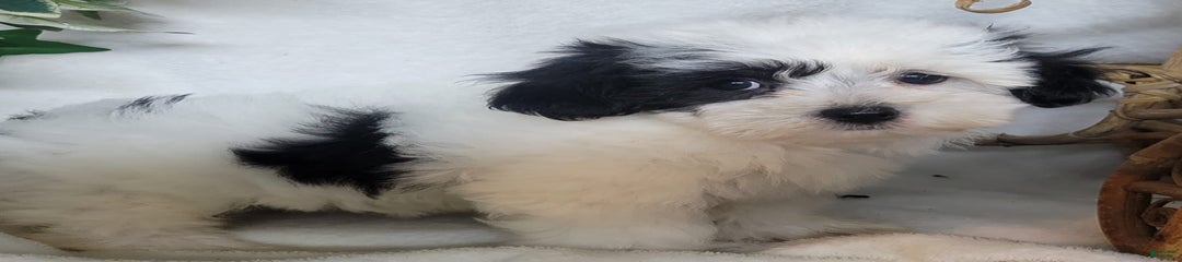 Kiku