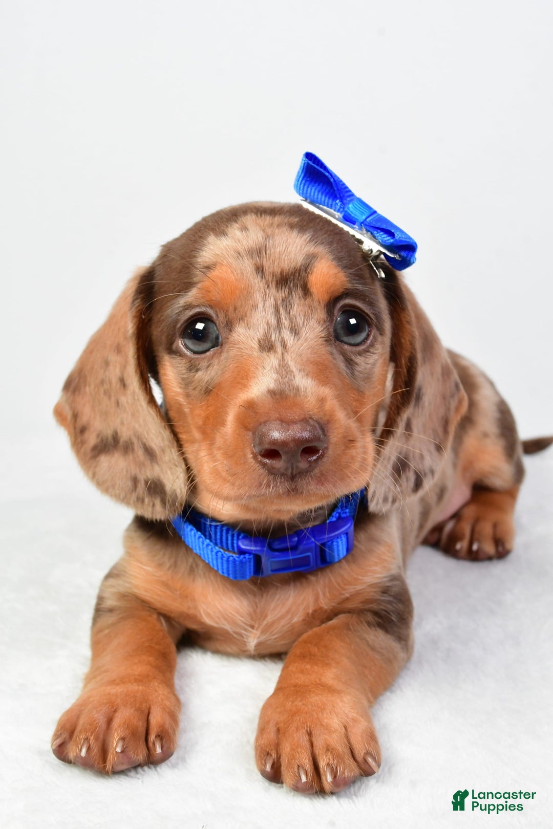 Miniature Dachshund dogs for sale: Miniature Dachshund 4 puppies - Image 3