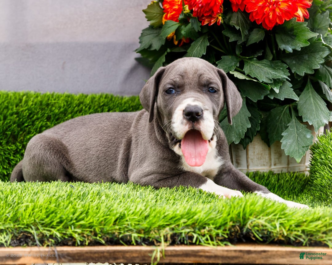 Great Dane dogs for sale: Karen - Image 21