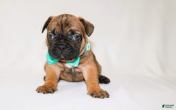 French Bulldog dogs for sale: Apollo Akc 🐾 - Image 15