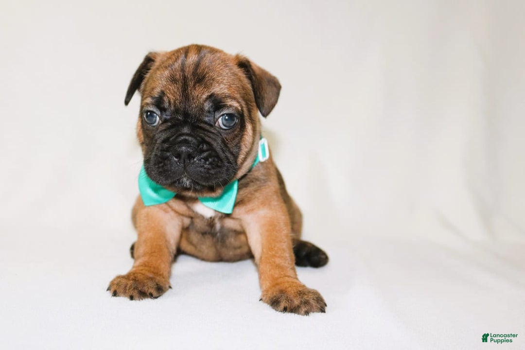 French Bulldog dogs for sale: Apollo Akc 🐾 - Image 15