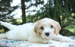 Miniature Poodle dogs for sale: Scott - Image 1
