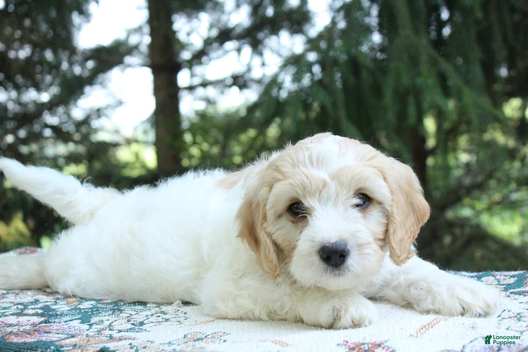 Miniature Poodle dogs for sale: Scott - Image 1