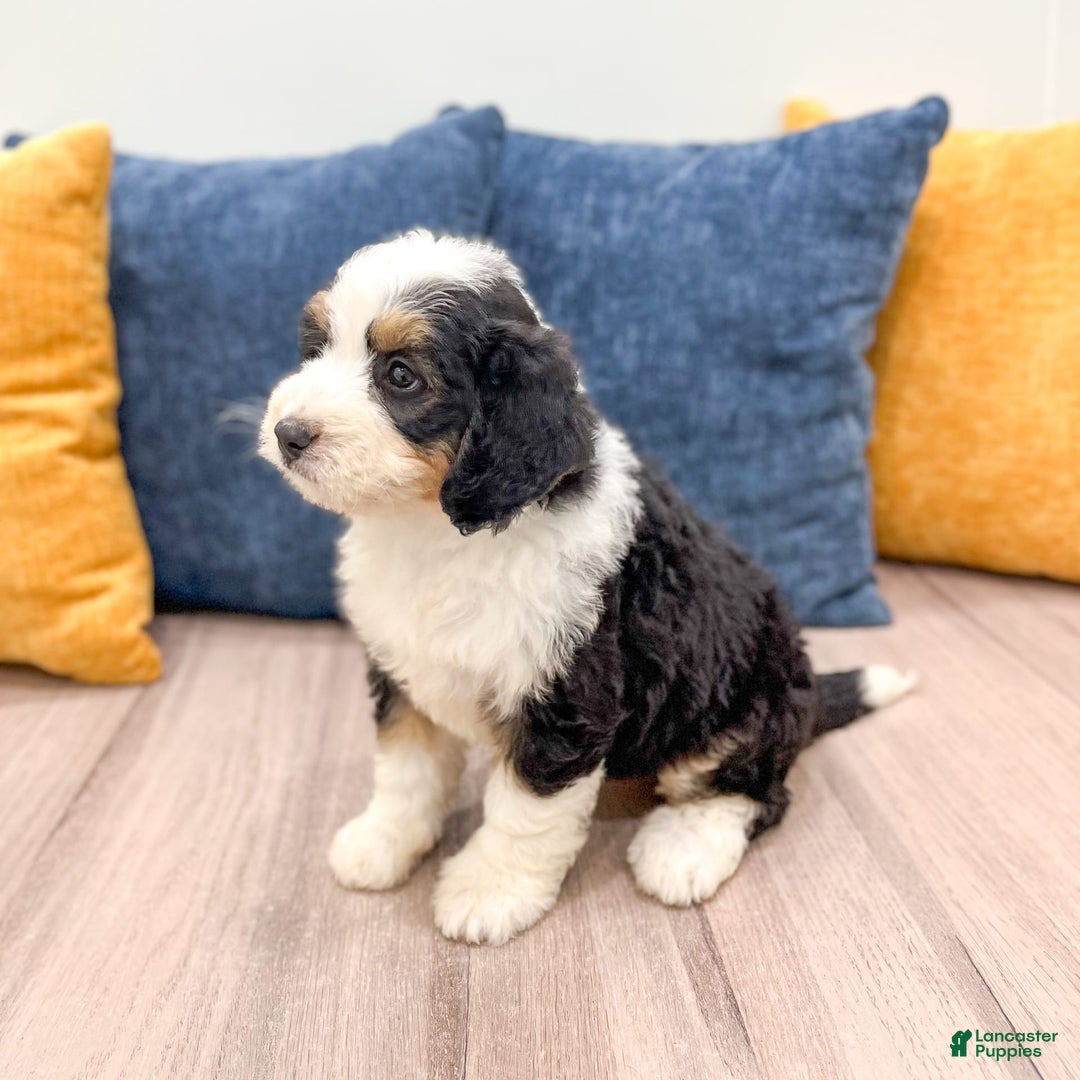 Mini Bernedoodle dogs for sale: Amelia - Image 4