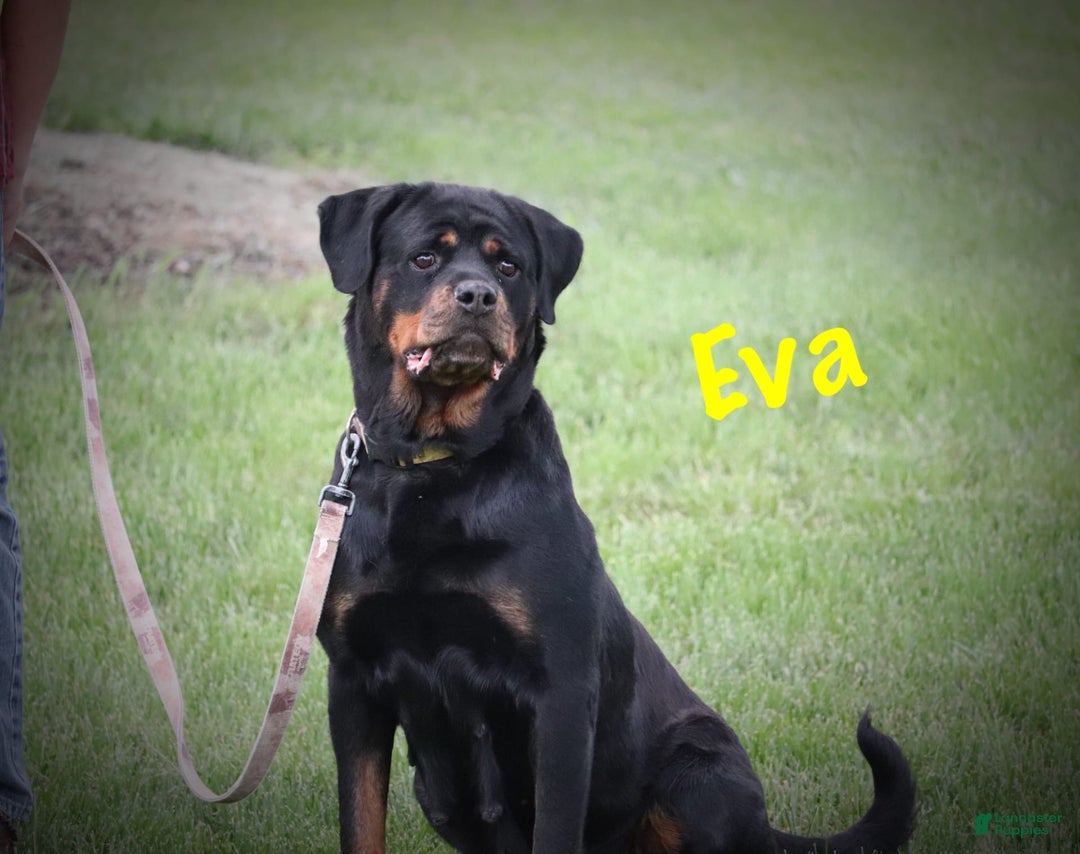 Rottweiler dogs for sale: Cole - Image 13
