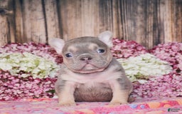 French Bulldog dogs for sale: Mason - Image 1
