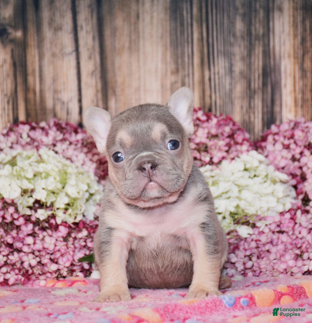 French Bulldog dogs for sale: Mason - Image 1