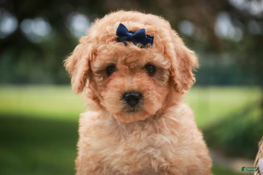 Miniature Poodle dogs for sale: Addison - Image 15