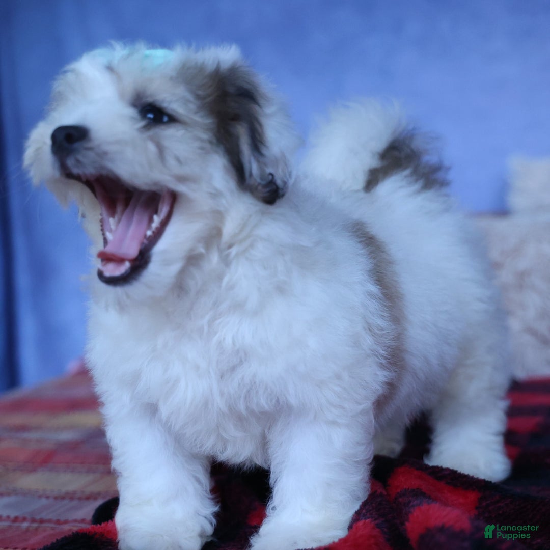 Shihpoo dogs for sale: Hank - Image 6