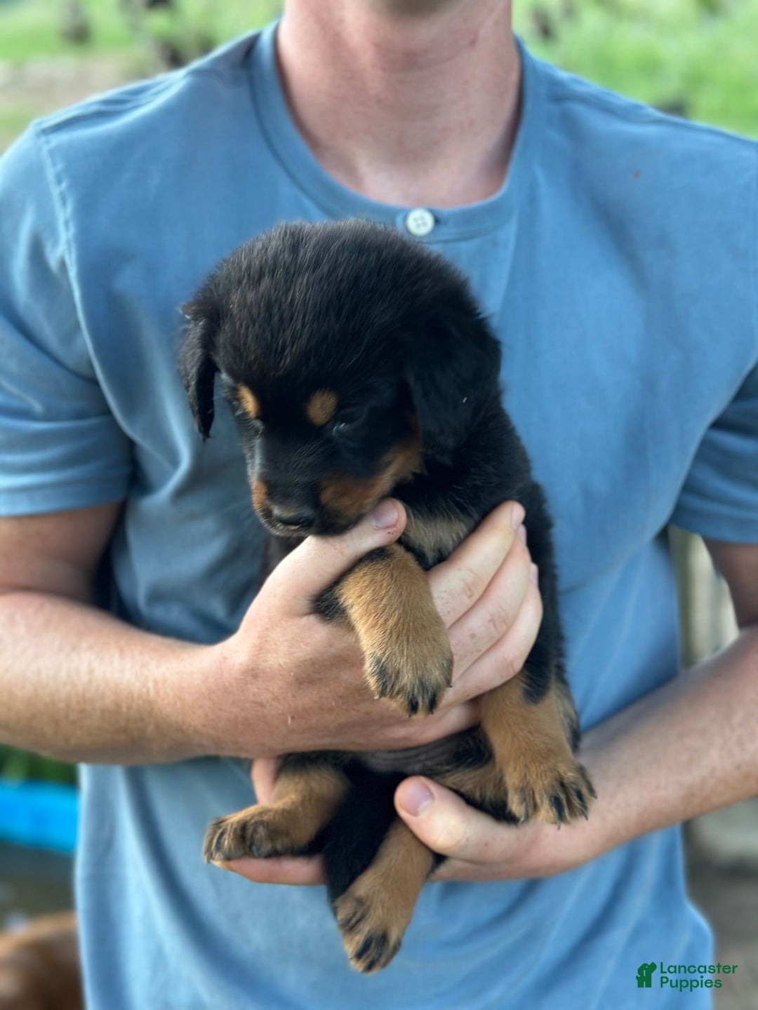 Golden Retriever dogs for sale: Female 5 - Image 2
