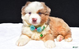 Miniature Australian Shepherd dogs for sale: Jamie - Image 2