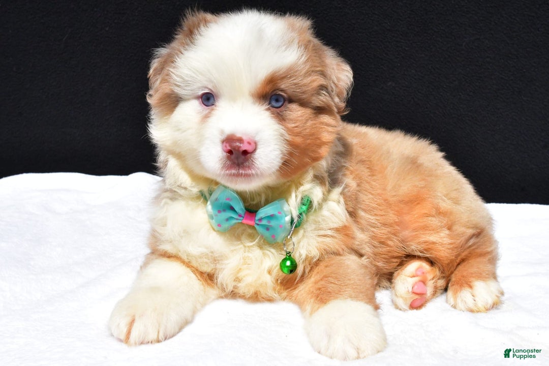 Miniature Australian Shepherd dogs for sale: Jamie - Image 2