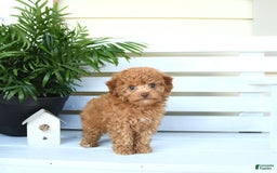 Bichpoo dogs for sale: Julian - Image 9