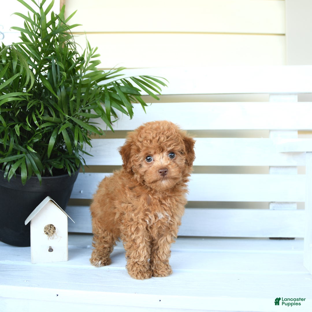 Bichpoo dogs for sale: Julian - Image 9