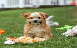 Yochon dogs for sale: Torin - Image 10
