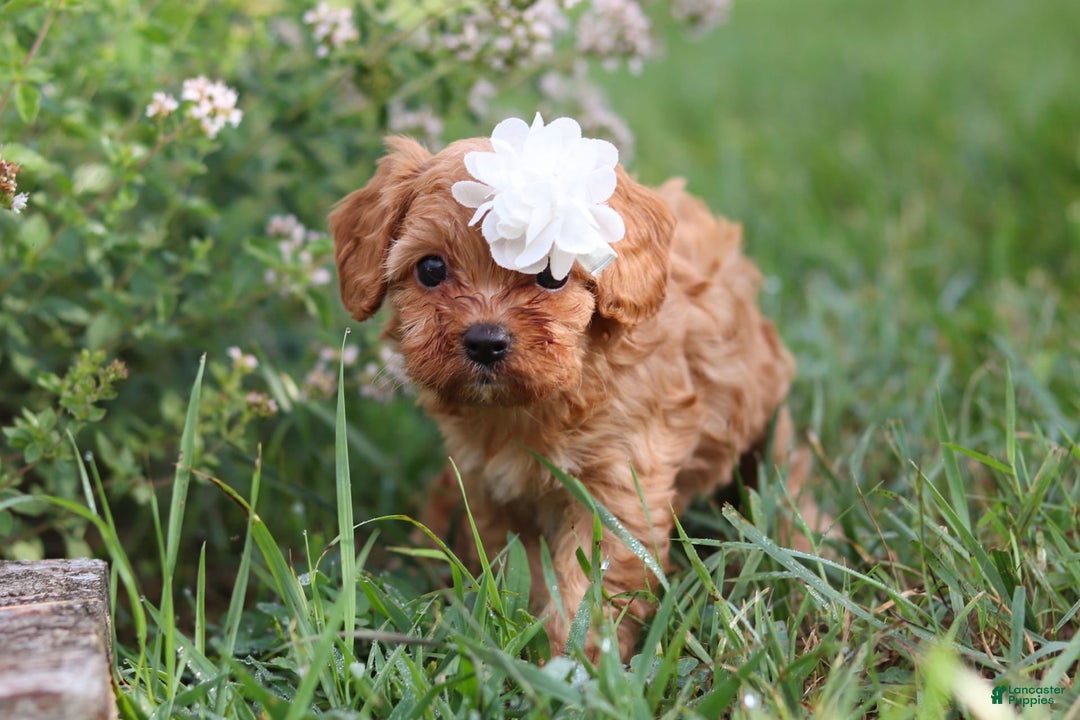 Cavapoo dogs for sale: Winnie - Image 13