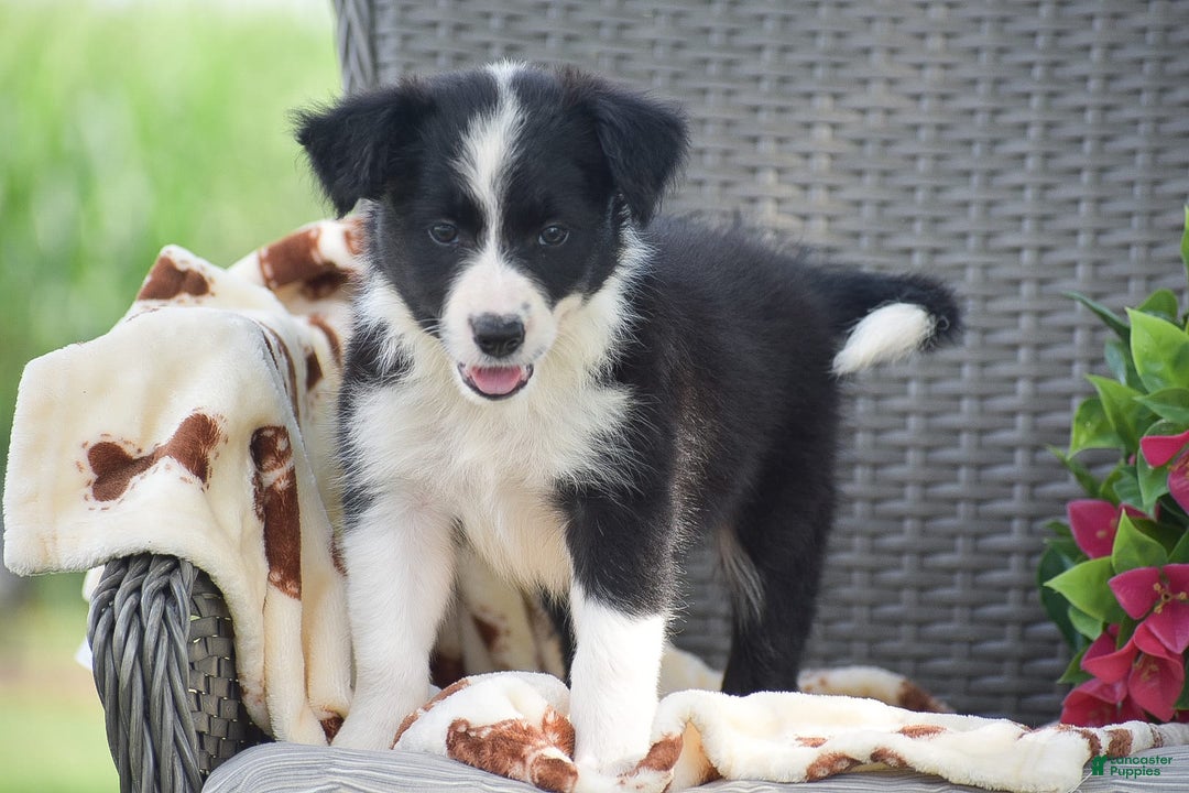 Border Collie dogs for sale: Bella - Image 4