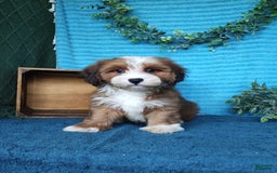 Havanese dogs for sale: Dylan - Image 3
