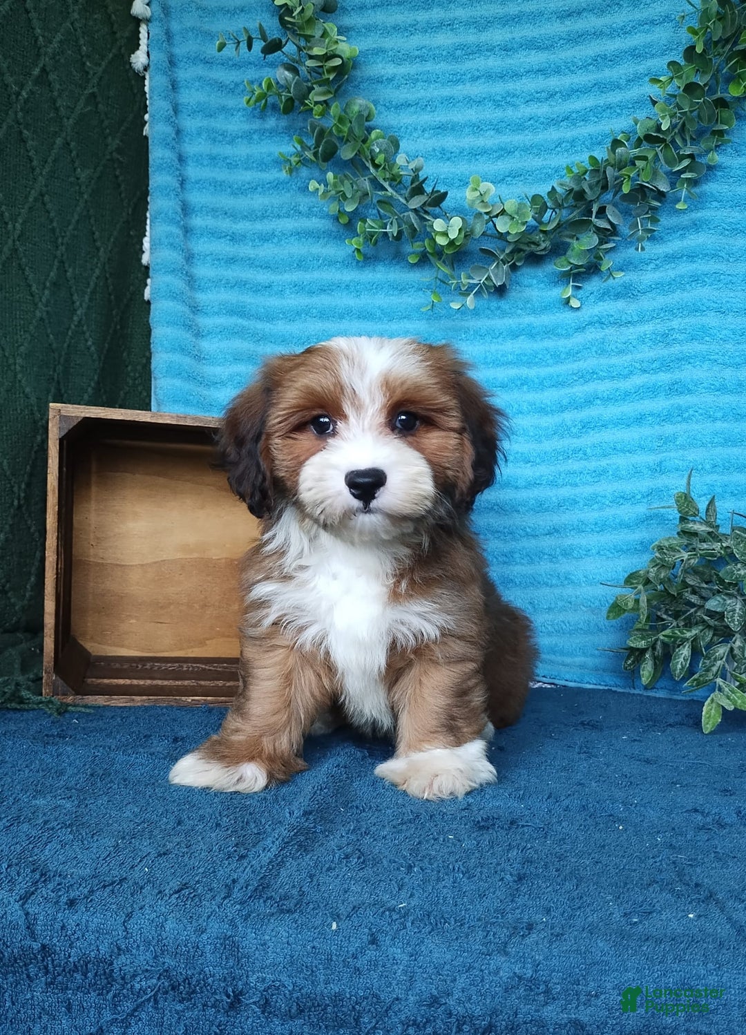Havanese dogs for sale: Dylan - Image 3