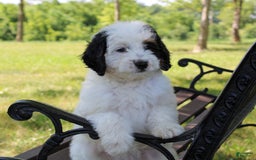 Mini Bernedoodle dogs for sale: Lennon - Image 33
