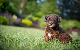 Goldendoodle dogs for sale: Janet - Image 14