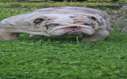 English Bulldog dogs for sale: Rj - Image 9