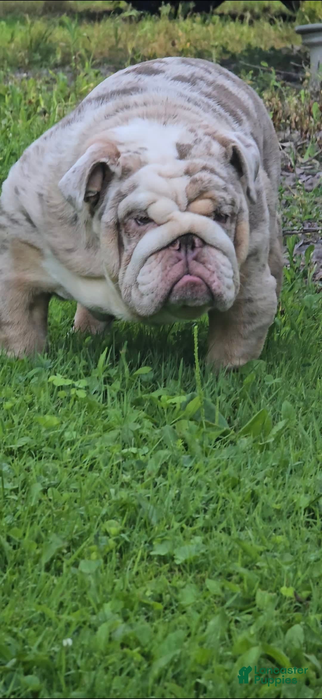 English Bulldog dogs for sale: Rj - Image 9