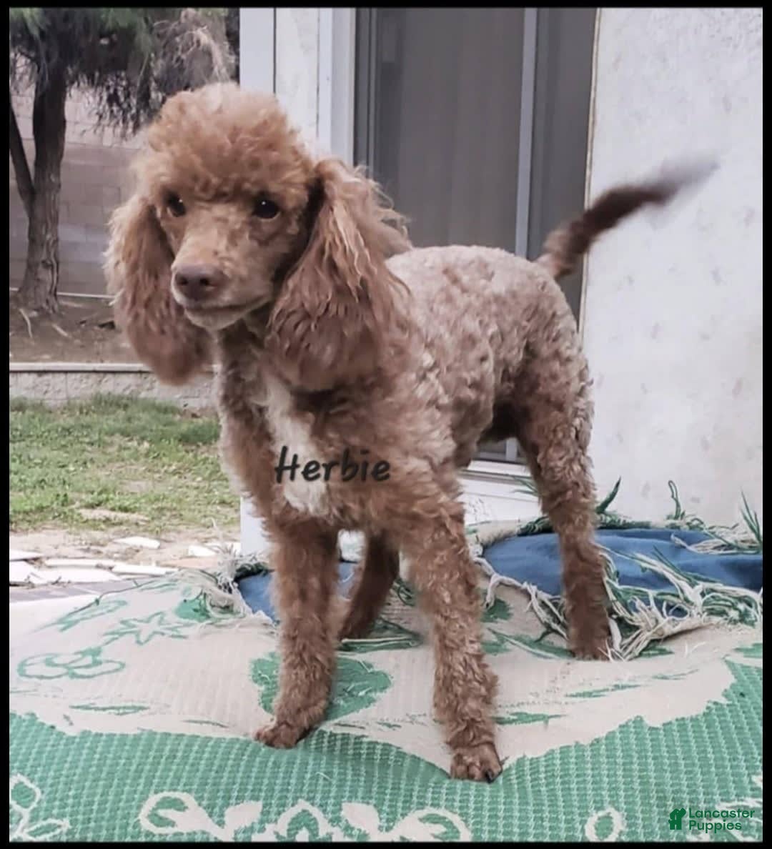 Toy Poodle dogs for sale: Herbie - Image 1