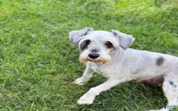 Miniature Schnauzer dogs for sale: Tucker - Image 10