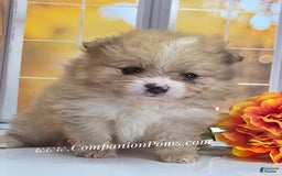 Pomeranian dogs for sale: Snuggles - Champion Lines - Image 2
