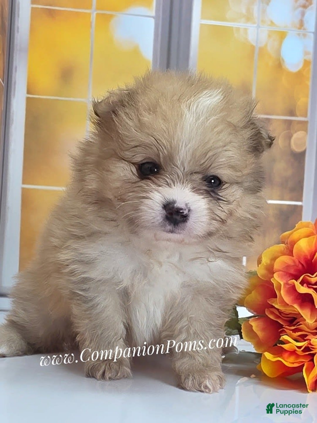 Pomeranian dogs for sale: Snuggles - Champion Lines - Image 2