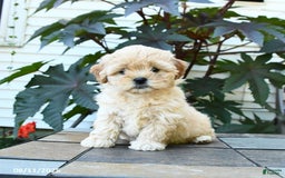 Shihpoo dogs for sale: Flower - Image 1