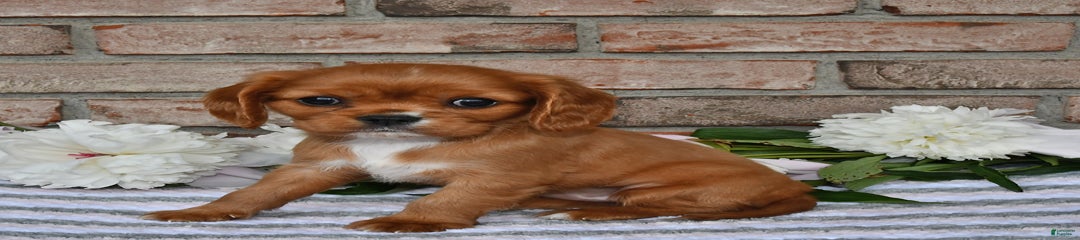 Sophie