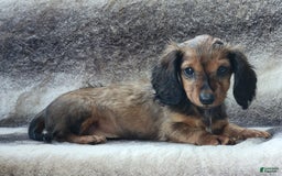 Miniature Dachshund dogs for sale: Trenton - Image 6
