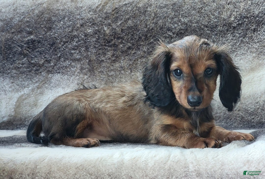 Miniature Dachshund dogs for sale: Trenton - Image 6