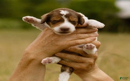 Bernedoodle dogs for sale: Ryder - Image 8