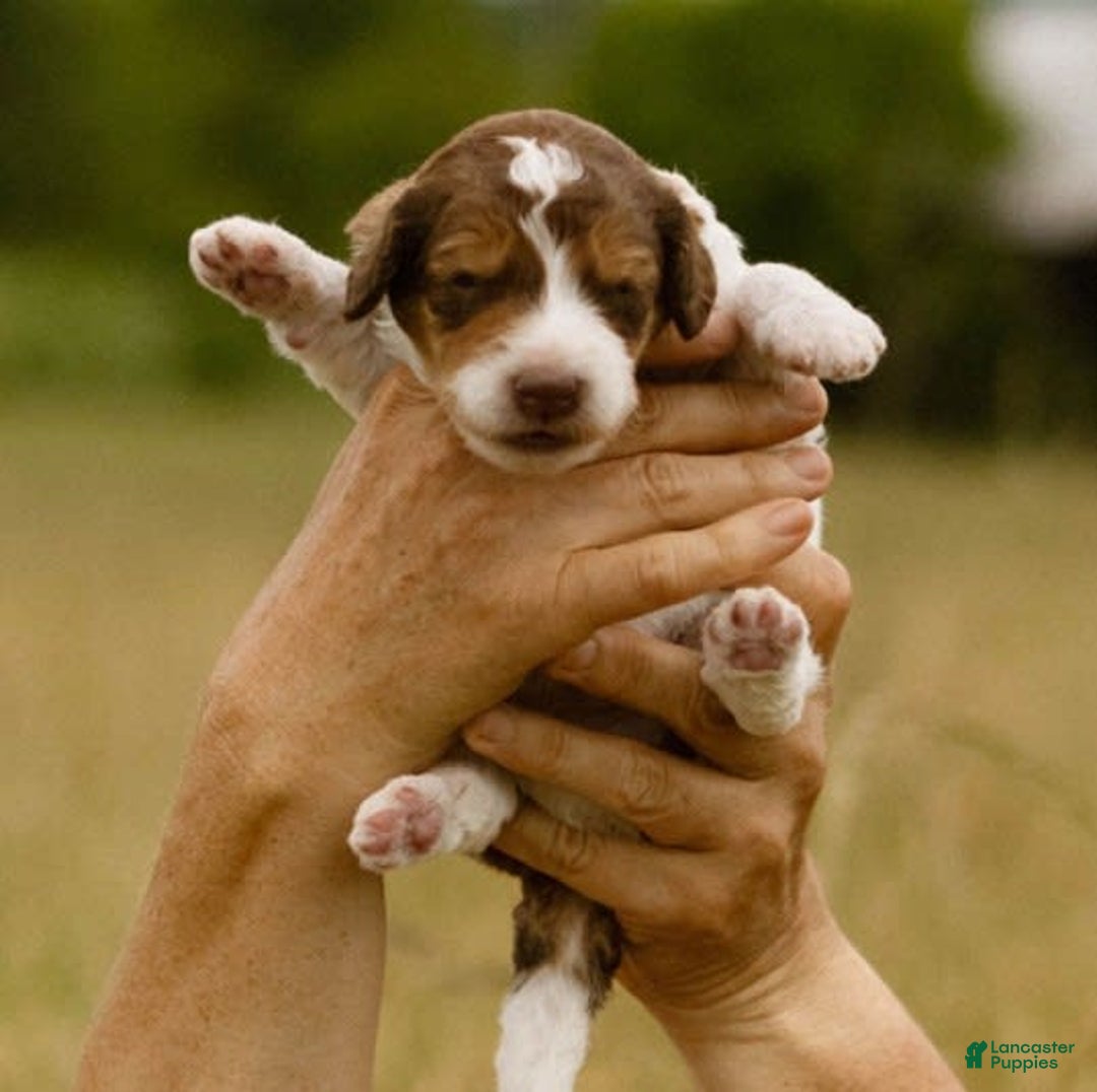 Bernedoodle dogs for sale: Ryder - Image 8