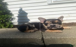 French Bulldog dogs for sale: Rocky - Image 6