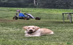 Labrador Retriever dogs for sale: Roxy - Image 1