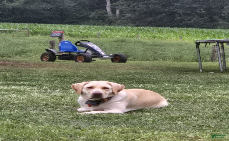 Labrador Retriever dogs for sale - Ad 1