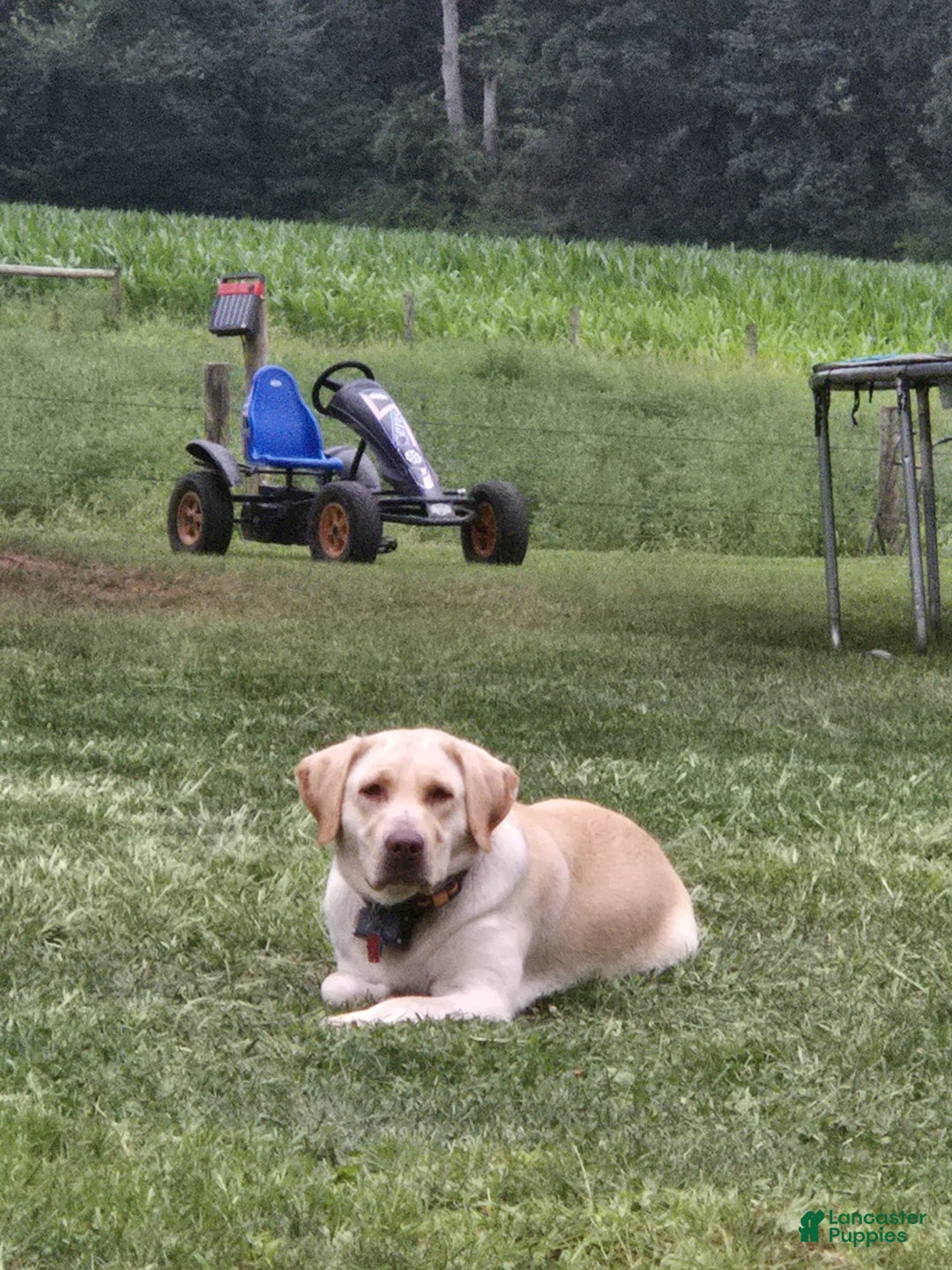 Labrador Retriever dogs for sale: Roxy - Image 1