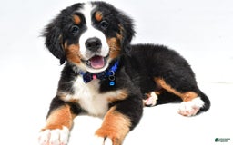 Bernese Mountain Dog dogs for sale: Kayle - Image 9