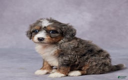 Mini Bernedoodle dogs for sale: Cali - Image 4