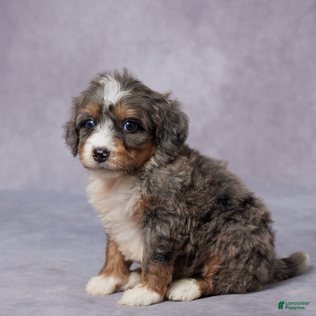 Mini Bernedoodle dogs for sale: Cali - Image 4